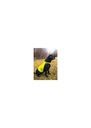 Korntex High Vis Dog Safety Vest KXTH
